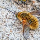 Bombylius discolor