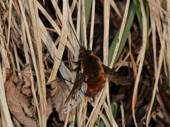 Bombylius discolor - der Gefleckte Wollschweber I