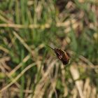 Bombylius discolor - der Gefleckte Wollschweber II ...