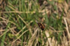 Bombylius discolor - der Gefleckte Wollschweber II ...