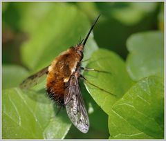 Bombylius discolor (Gefleckter Wollschweber)