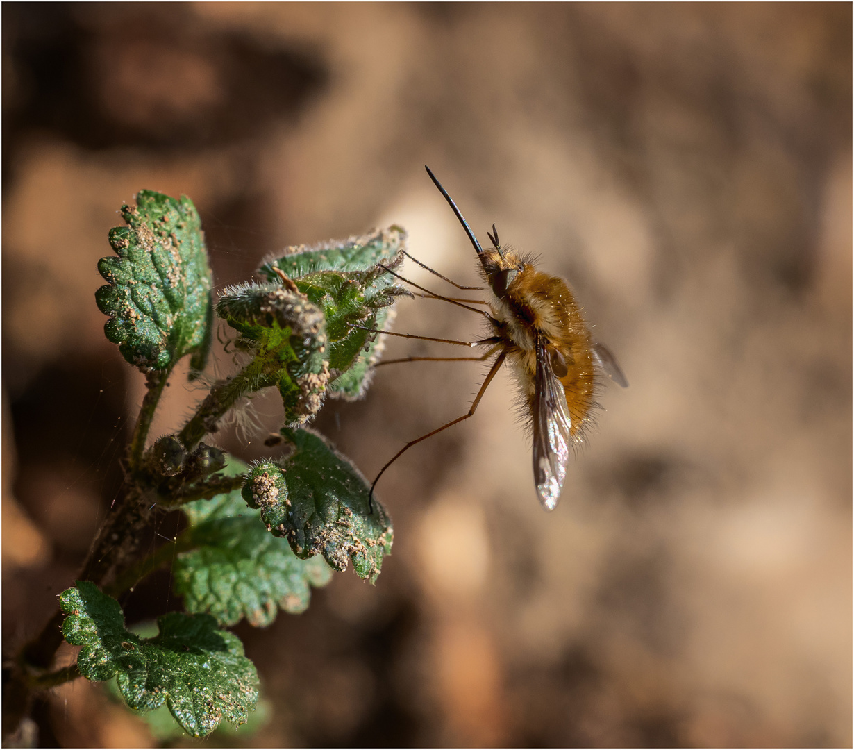 Bombylius macht Pause