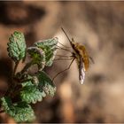 Bombylius macht Pause