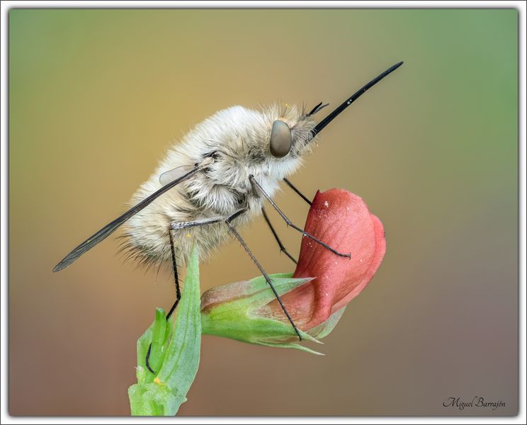 Bombylius major