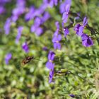 Bombylius major