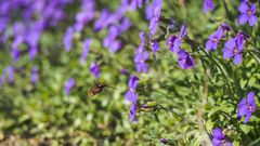 Bombylius major