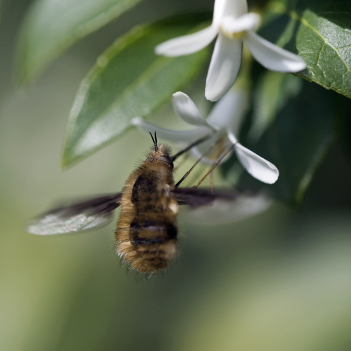 Bombylius major