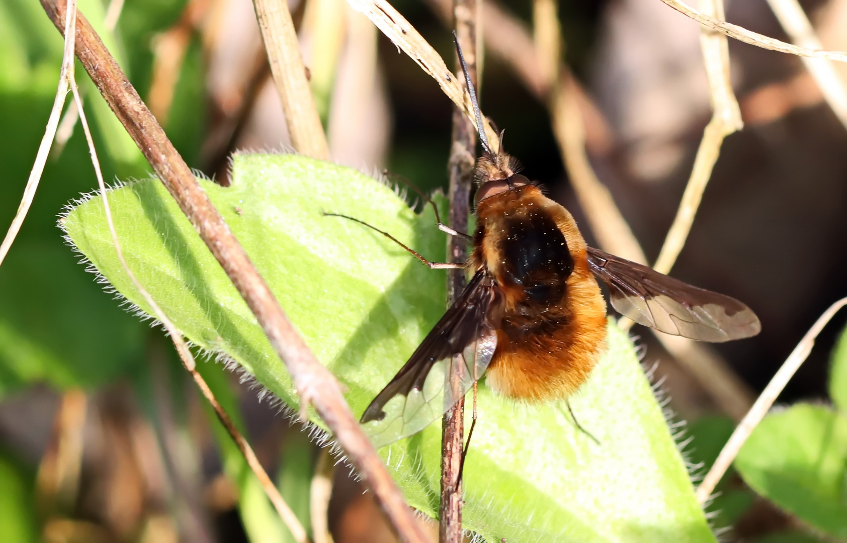 Bombylius major Foto & Bild natur, fliegen, insekten Bilder auf