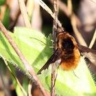 Bombylius major