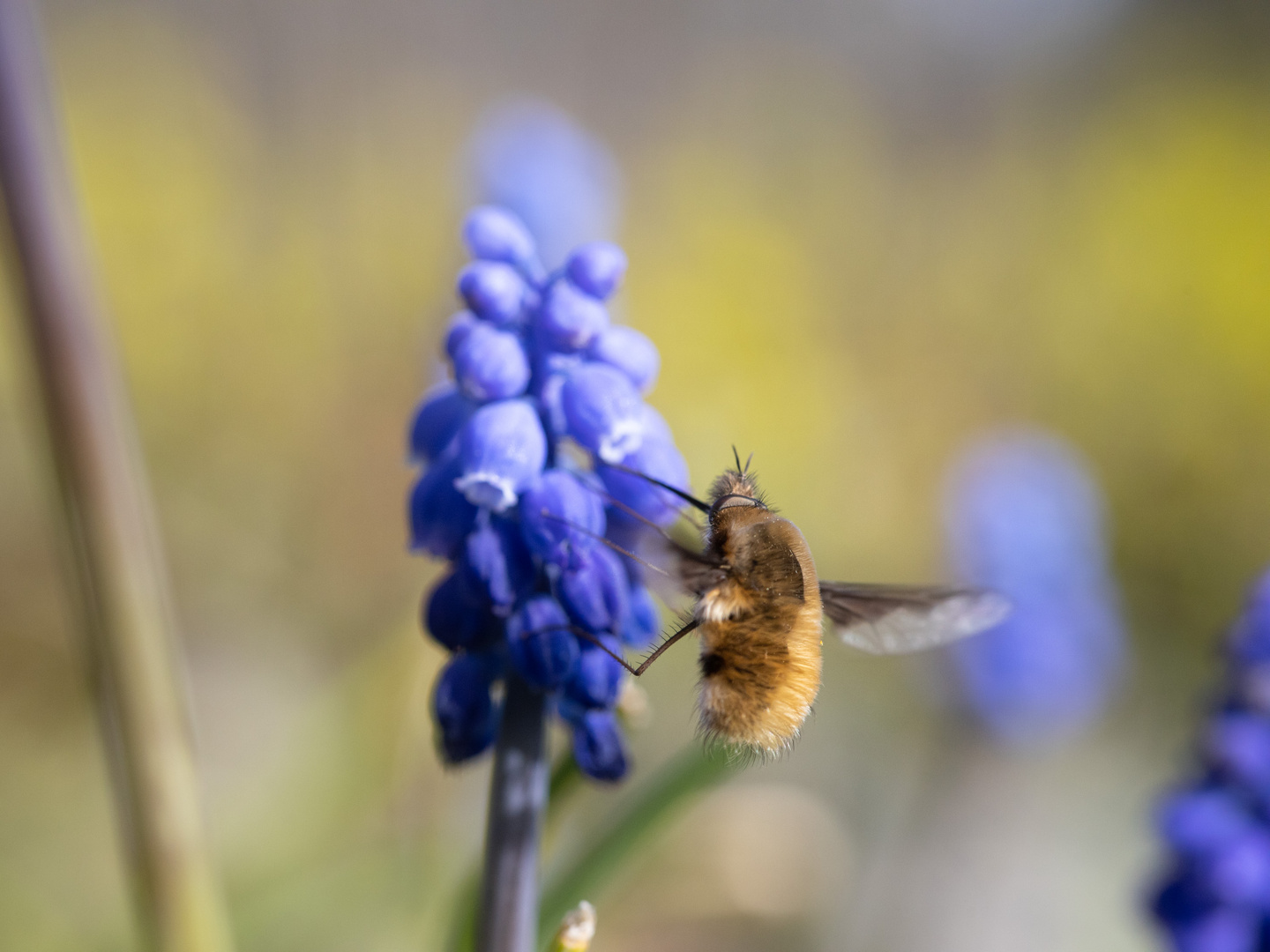 Bombylius major