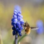 Bombylius major