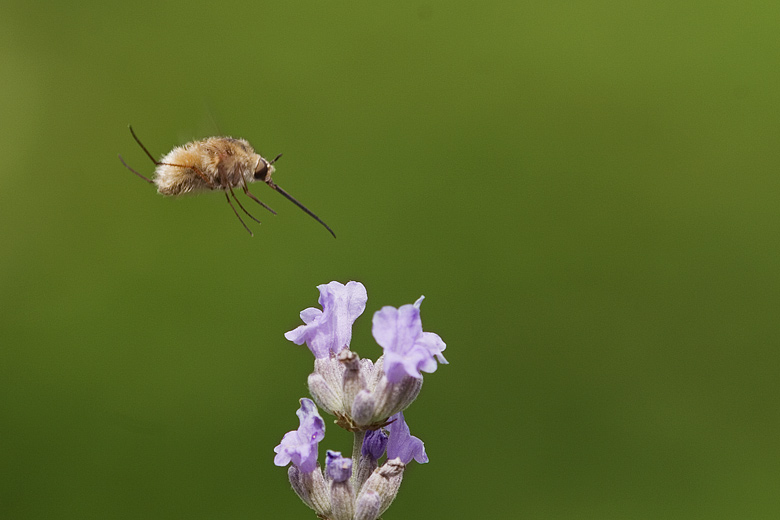 bombylius major