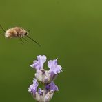 bombylius major