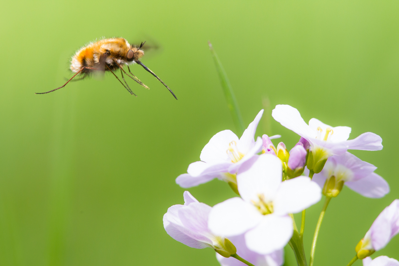 Bombylius major