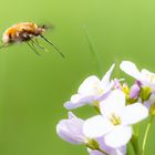 Bombylius major