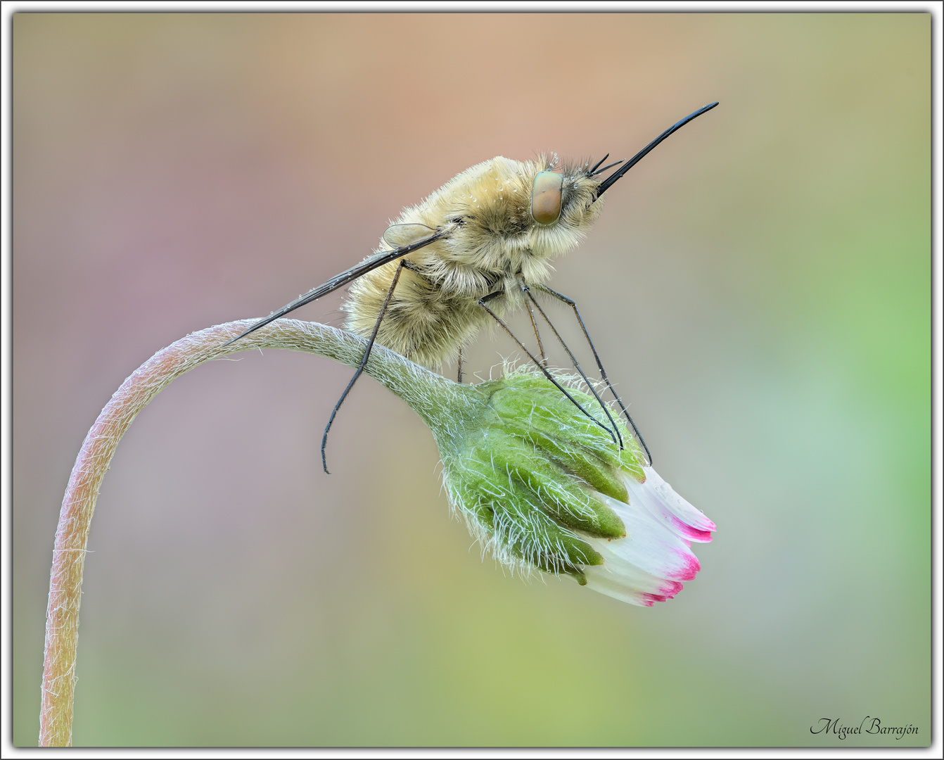 Bombylius major