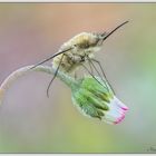 Bombylius major