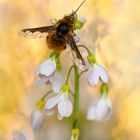 Bombylius major