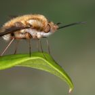 Bombylius major