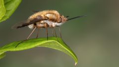 Bombylius major