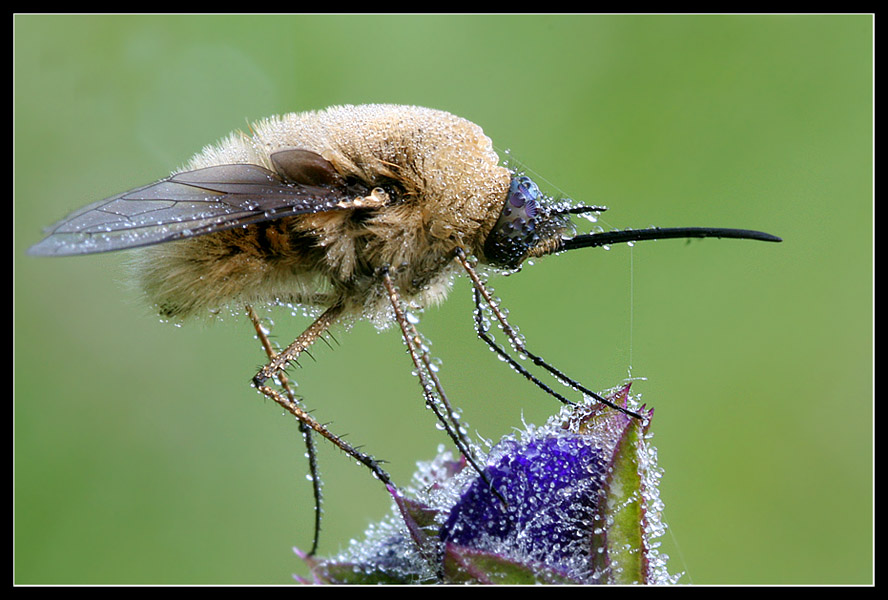 Bombylius major