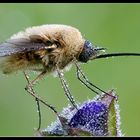 Bombylius major