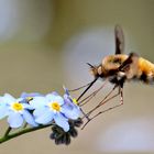 Bombylius major