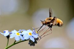 Bombylius major