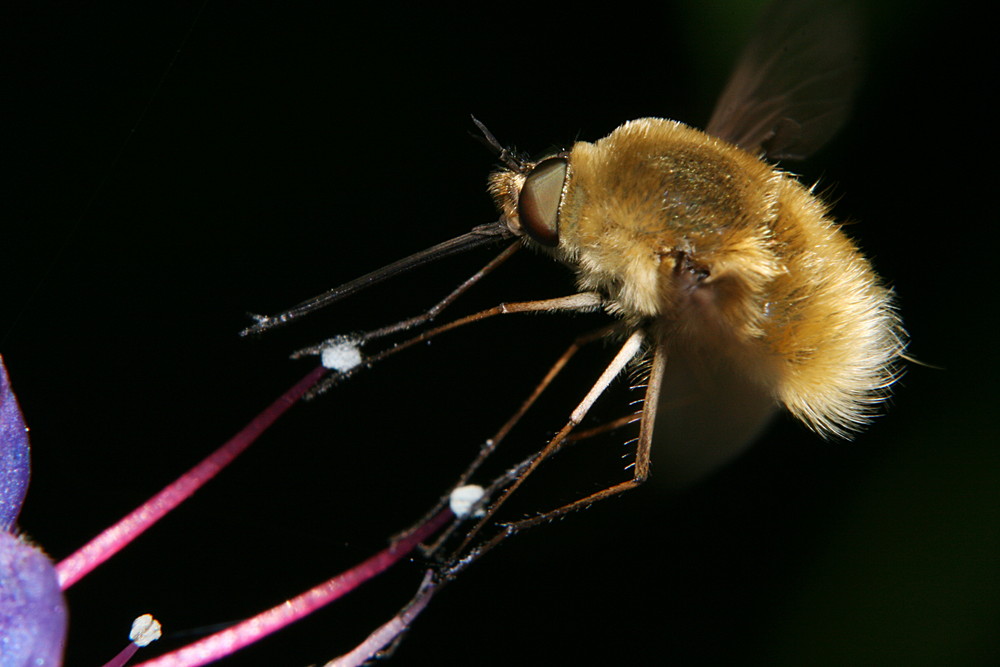 Bombylius Major