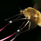 Bombylius Major