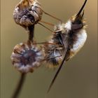 Bombylius major