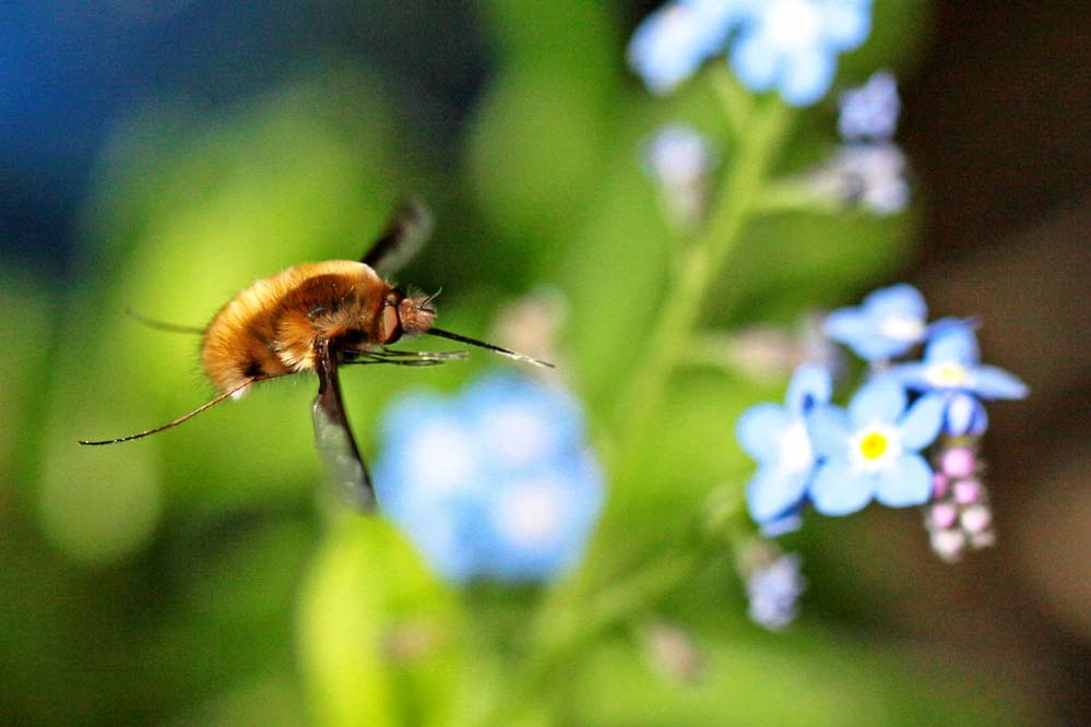 Bombylius major - auf zur nächsten ...