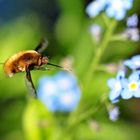 Bombylius major - auf zur nächsten ...