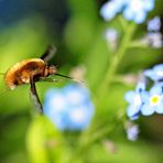 Bombylius major - auf zur nächsten ...