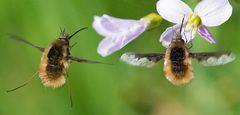 Bombylius major (Bombyliidae) à l'atterrissage