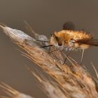 Bombylius major