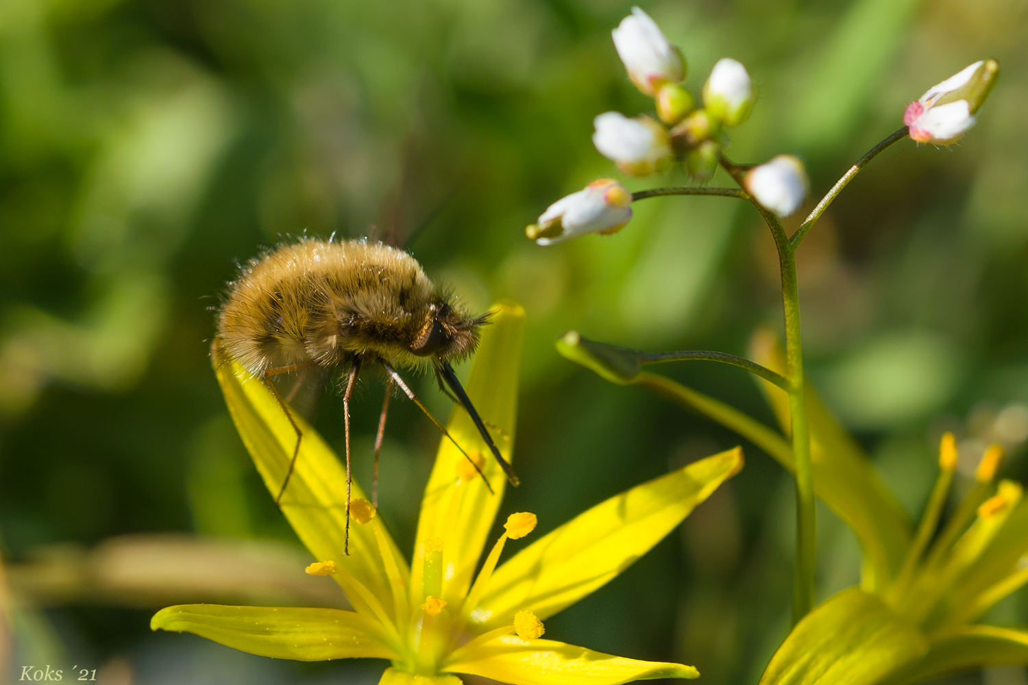 Bombylius major Foto & Bild tiere, wildlife, insekten Bilder auf