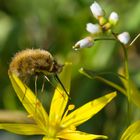 Bombylius major