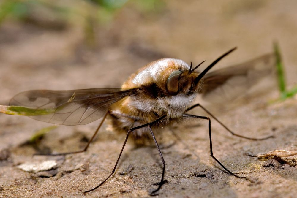 Bombylius major - Der große Wollschweber