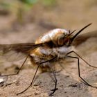 Bombylius major - Der große Wollschweber