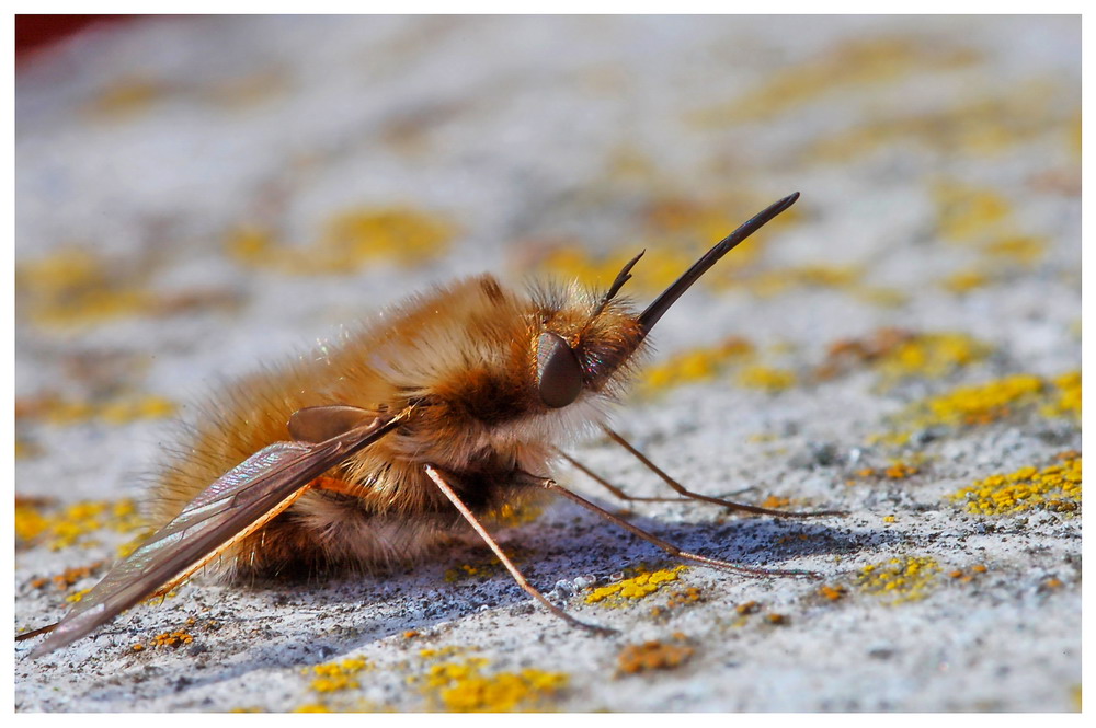 Bombylius Major