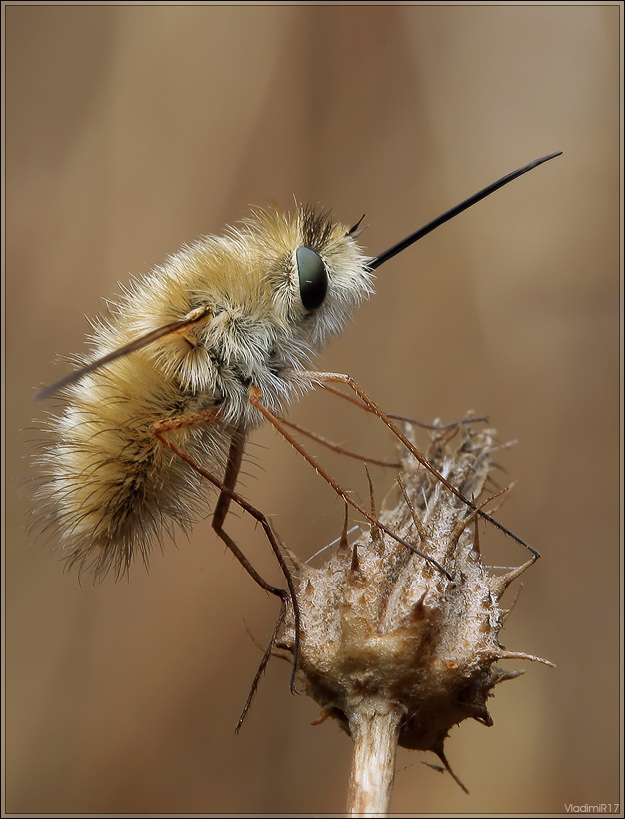 Bombylius major