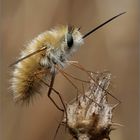 Bombylius major