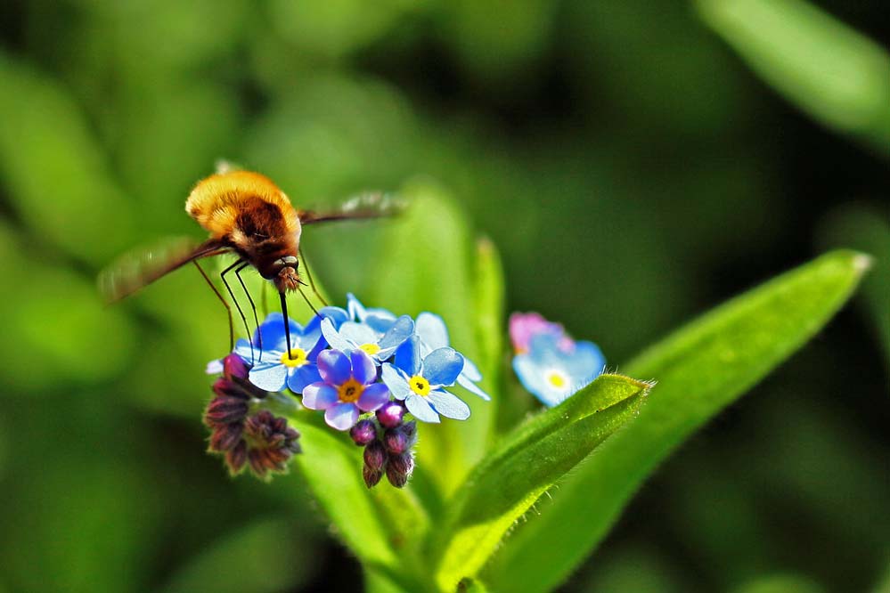 Bombylius major - gelandet