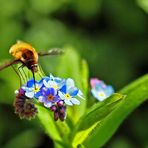 Bombylius major - gelandet