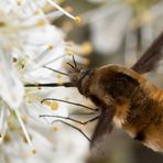 Bombylius major (Großer Wollschweber) 2