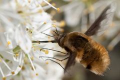 Bombylius major (Großer Wollschweber) 2