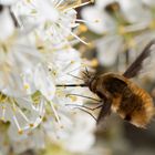 Bombylius major (Großer Wollschweber)