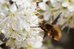 Bombylius major (Großer Wollschweber)