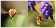 Bombylius major / Großer Wollschweber